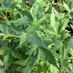 Korallenrinden Fächerahorn 'Sangokaku', Höhe 80 - 100 Cm, Topf 10 Liter -Garten Sicht Verkäufe 0410301065 Acer palm Sangokaku Son und Koot 2 84622 1