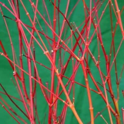 Korallenrinden Fächerahorn 'Sangokaku', Höhe 80 - 100 Cm, Topf 10 Liter -Garten Sicht Verkäufe 0410301065 Acer palm Sangokaku Son und Koot 3 84623 1