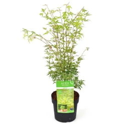 Japanischer Fächerahorn 'Butterfly', Höhe 40 - 60 Cm, Topf-Ø 19 Cm -Garten Sicht Verkäufe 0410301072 Acer palm Butterfly Son und Koot 2 84627
