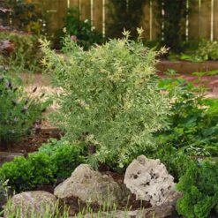 Japanischer Fächerahorn 'Butterfly', Höhe 60 - 80 Cm, Topf 7,5 Liter -Garten Sicht Verkäufe 0410301072 Acer palm Butterfly Son und Koot 3 84626