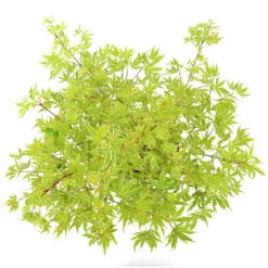 Japanischer Fächerahorn 'Butterfly', Höhe 40 - 60 Cm, Topf-Ø 19 Cm -Garten Sicht Verkäufe 0410301072 Acer palm Butterfly Son und Koot 4 84629 1