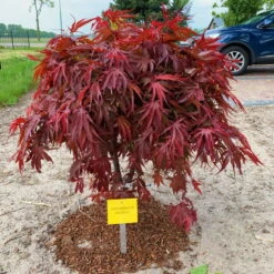 Japanischer Zwergahorn 'Peve Dave', Rotlaubig, Höhe 40 - 60 Cm, Topf-Ø 19 Cm -Garten Sicht Verkäufe 0410301090 Acer palm Peve Dave ca60cm 19er Topf Son Koot 1 83556 1