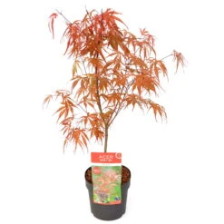 Japanischer Zwergahorn 'Peve Dave', Rotlaubig, Höhe 40 - 60 Cm, Topf-Ø 19 Cm -Garten Sicht Verkäufe 0410301090 Acer palm Peve Dave ca60cm 19er Topf Son Koot 3 83555