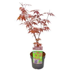 Japanischer Ahorn 'Black Lace'PBR, Rotlaubig, Höhe 40 - 60 Cm, Topf-Ø 19 Cm -Garten Sicht Verkäufe 0410301091 Acer palm Black Lace ca60cm 19er Topf 4 83558