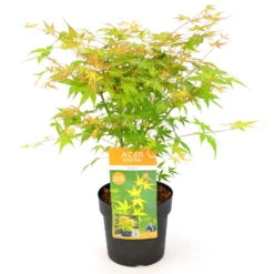 Japanischer Fächerahorn 'Katsura', Höhe 40 - 60 Cm, Topf-Ø 19 Cm -Garten Sicht Verkäufe 0410301164 Acer palm Katsura 1 84639