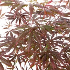 Roter Fächerahorn 'Trompenburg', Höhe 80-100 Cm, Topf 10 Liter -Garten Sicht Verkäufe 0410301210 acer trompenburg 2 124806