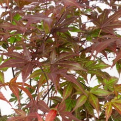 Japanischer Fächerahorn 'Atropurpureum', Höhe 80 - 100 Cm, Topf 10 Liter -Garten Sicht Verkäufe 0410301211 acer atropurpureum 2 124807