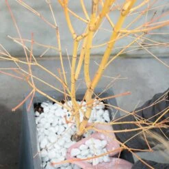 Japanischer Fächerahorn 'Bi Hoo', Höhe 80-100 Cm, Topf 10 Liter -Garten Sicht Verkäufe 0410301212 Acer palm Bi hoo 120004