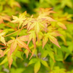 Japanischer Fächerahorn 'Bi Hoo', Höhe 80-100 Cm, Topf 10 Liter -Garten Sicht Verkäufe 0410301212 Acer palm Bi hoo 2 1 120005