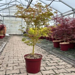 Japanischer Fächerahorn 'Bi Hoo', Höhe 80-100 Cm, Topf 10 Liter -Garten Sicht Verkäufe 0410301212 acer bi hoo 3 124015