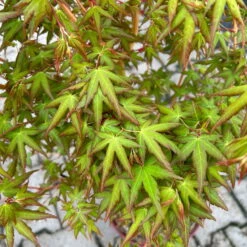 Japanischer Fächerahorn 'Bi Hoo', Höhe 80-100 Cm, Topf 10 Liter -Garten Sicht Verkäufe 0410301212 acer bi hoo 7 124016