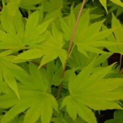 Gelber Fächerahorn 'Jordan', Höhe 80-100 Cm, Topf 10 Liter -Garten Sicht Verkäufe 0410301213 Acer shir Jordan 1 120011