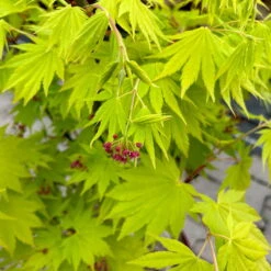 Gelber Fächerahorn 'Jordan', Höhe 80-100 Cm, Topf 10 Liter -Garten Sicht Verkäufe 0410301213 acer jordan 5 124017