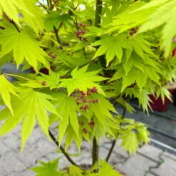 Gelber Fächerahorn 'Jordan', Höhe 80-100 Cm, Topf 10 Liter -Garten Sicht Verkäufe 0410301213 acer jordan 6 124019