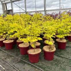 Gelber Fächerahorn 'Jordan', Höhe 80-100 Cm, Topf 10 Liter -Garten Sicht Verkäufe 0410301213 acer jordan 7 124020