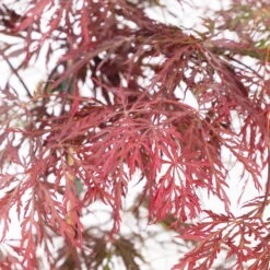 Roter Schlitzahorn 'Dissectum Garnet', Höhe 50 - 60 Cm, Topf 10 Liter -Garten Sicht Verkäufe 0410301241 acer diss garnet 2 124808