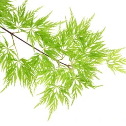 Fächerahorn 'Emerald Lace', Höhe 60-80 Cm, Topf 10 Liter -Garten Sicht Verkäufe 0410301299 Acer palm Emerald Lace 120008