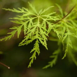 Fächerahorn 'Emerald Lace', Höhe 60-80 Cm, Topf 10 Liter -Garten Sicht Verkäufe 0410301299 Acer palm Emerald Lace 2 1 120007