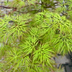 Fächerahorn 'Emerald Lace', Höhe 60-80 Cm, Topf 10 Liter -Garten Sicht Verkäufe 0410301299 acer emerald lace 4 124025