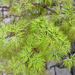 Fächerahorn 'Emerald Lace', Höhe 60-80 Cm, Topf 10 Liter -Garten Sicht Verkäufe 0410301299 acer emerald lace 5 124026