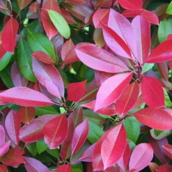 Kompakte Glanzmispel, Höhe 60-80 Cm, Topf 7,5 Liter, 15er-Set -Garten Sicht Verkäufe 0410350093 Koelle Photinia Robusta Compacta 88576 4