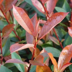 Kompakte Glanzmispel, Höhe 60-80 Cm, Topf 7,5 Liter, 15er-Set -Garten Sicht Verkäufe 0410350291 0410112973 0410870693 0410870695 photinia fraseri carre rouge 3 122778