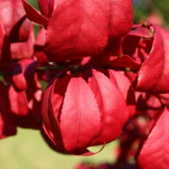 Kompaktes Pfaffenhütchen 'Compactus', 4er-Set, Topf 4 Liter -Garten Sicht Verkäufe 0410360297 Euonymus alatus Compactus 4er Set 1 109241