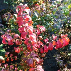 Kompaktes Pfaffenhütchen 'Compactus', 4er-Set, Topf 4 Liter -Garten Sicht Verkäufe 0410360297 Euonymus alatus Compactus 4er Set 2 109239