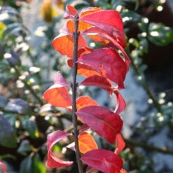 Kompaktes Pfaffenhütchen 'Compactus', 4er-Set, Topf 4 Liter -Garten Sicht Verkäufe 0410360297 Euonymus alatus Compactus 4er Set 3 109240