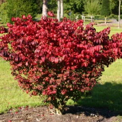 Kompaktes Pfaffenhütchen 'Compactus', 4er-Set, Topf 4 Liter -Garten Sicht Verkäufe 0410360297 Euonymus alatus Compactus 4er Set 4 109238