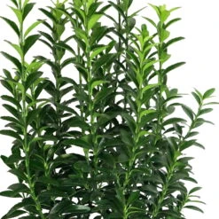 Japanischer Spindelstrauch 'Green Empire'®, Höhe 25-30 Cm, Topf 3 Liter, 5er-Set -Garten Sicht Verkäufe 0410360298 Euonymus jap Green Empire 5er Set Co3 11 119925