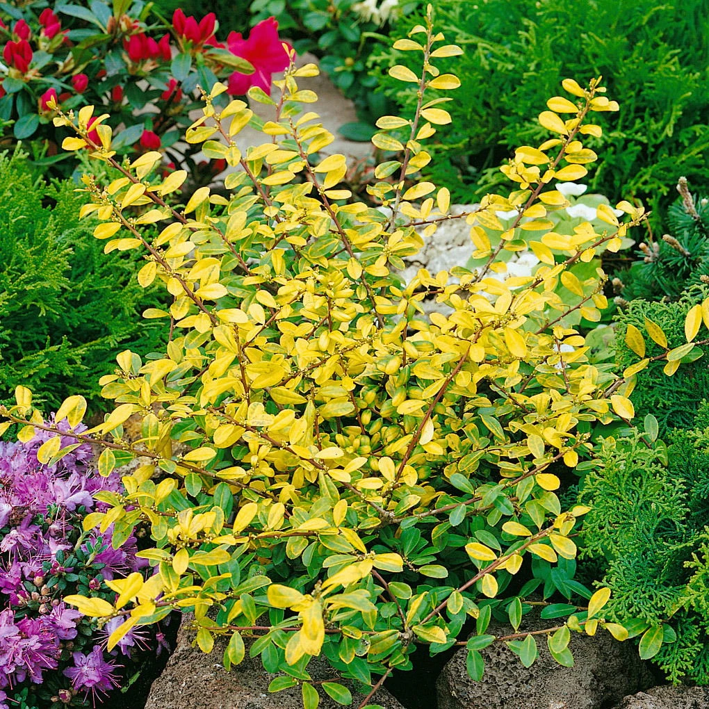 10er-Set Ilex Crenata "Golden Gem", Gelblaubiger Berg-Ilex, Höhe 15-20 Cm, Im 2 Liter Topf