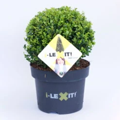 Ilex Crenata 'Dark Green®', Kugel Mit Ca. 25 Cm Ø, Topf-Ø 23 Cm