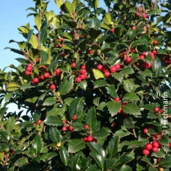 Heckenilex 'Heckenfee'®, Stechpalme, 5er-Set, Höhe 40-50 Cm, Topf 5 Liter -Garten Sicht Verkäufe 0410450588 Heckenilex Ilex mes Heckenfee 040 050 Co 5l Web neu 51361 1