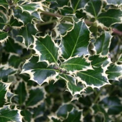 Buntlaubige Stechpalmen - Ilex, 2er-Set, Höhe 30-40 Cm, Topf Je 5 Liter -Garten Sicht Verkäufe 0410450591 Kollektion Ilex buntlaubig 030 040 Co 5lt 1 62181