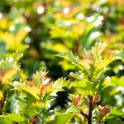 Ilex Meserveae 'Little Rascal'®, 5er-Set, Höhe 25-30 Cm, Topf 3 Liter