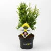 Ilex Crenata 'Dark Green®', Höhe 10-20cm, Topf-Ø 17 Cm, 2er Set