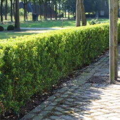 Stechpalme 'Impala®' Kugel, 3er-Set, Höhe 20-25 Cm, Topf 5 Liter -Garten Sicht Verkäufe 0410450790 Ilex max Impala 1 104010 5