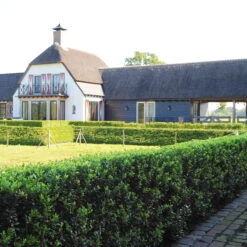 Stechpalme 'Impala®', 100er-Set, Höhe 30-40 Cm, Topf 2 Liter -Garten Sicht Verkäufe 0410450790 Ilex max Impala 2 104011 2