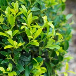 Stechpalme 'Impala®', 10er-Set, Höhe 30-40 Cm, Topf 2 Liter -Garten Sicht Verkäufe 0410450790 Ilex max Impala 3 104013 3