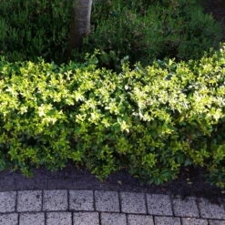 Stechpalme 'Impala®', 50er-Set, Höhe 50-60 Cm, Topf 5 Liter -Garten Sicht Verkäufe 0410450790 Ilex max Impala 5 104012 4