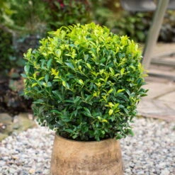 Stechpalme 'Impala®', 25er-Set, Höhe 50-60 Cm, Topf 5 Liter -Garten Sicht Verkäufe 0410450795 Ilex max Impala Kugel 2 104015