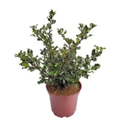 Stechpalme 'Blue Angel', 50er-Set, Grünes Blatt & Rote Beeren, Topf 5 Liter -Garten Sicht Verkäufe 0410450796 0410450797 Ilex mes Blue Angel 4 104458