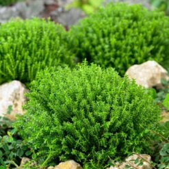 Hebe 'Green Globe', Topf-Ø 12cm, 6er-Set -Garten Sicht Verkäufe 0410750294 Hebe Green Globe 12er Topf 5 55626