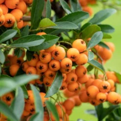 Feuerdorn, Pyracantha 'Orange Glow', ORANGE, 10er-Set, Höhe 40–60 Cm, Topf 2 L
