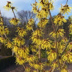 Gehölz-Set Winterblüher, 3er-Set, Topf 3+4+5 Liter -Garten Sicht Verkäufe 0410860327 Kollektion Winterblueher 1 83154