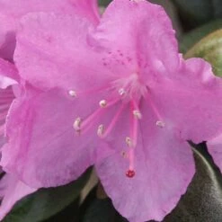 Gehölz-Set Winterblüher, 3er-Set, Topf 3+4+5 Liter -Garten Sicht Verkäufe 0410860327 Kollektion Winterblueher 3 83153