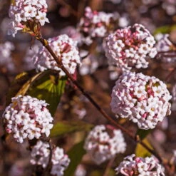 Winter-Schneeball 'Charles Lamont', Viburnum X Bodnantense, 4er-Set, Topf 3 L