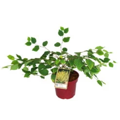 Niedrige Scheinhasel, 5er-Set, Höhe 25-30 Cm, Topf 3 Liter -Garten Sicht Verkäufe 0410860438 Corylopsis pauciflora 5er Set 1 109259