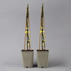 Echter Winterjasmin, 2er Set, Jasminum Nudiflorum, Gelb, Im 15 Cm Topf